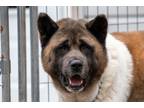 Adopt Bear a Tricolor (Tan/Brown & Black & White) Akita / Mixed dog in Toms