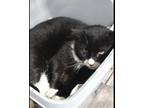 Adopt CC a Domestic Shorthair / Mixed (short coat) cat in Freeport