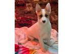 Adopt Miles a White - with Tan, Yellow or Fawn Belgian Malinois / Australian