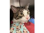 Adopt Peetoo a Brown Tabby Domestic Shorthair / Mixed (short coat) cat in