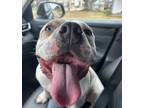 Adopt Doug a American Pit Bull Terrier / Mixed dog in Lake Charles