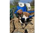 Adopt Brynn a American Staffordshire Terrier / Mixed dog in Bloomington