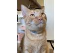 Adopt Flanigan / Finnegan a Domestic Shorthair / Mixed (short coat) cat in