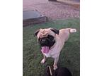 Adopt Lily a Tan/Yellow/Fawn - with Black Pug / Mixed dog in Phoenix