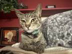 Adopt Maple a Domestic Shorthair (short coat) cat in Plainfield, CT (40806645)