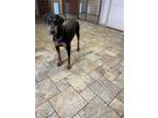 Adopt Boogie a Black - with Brown, Red, Golden, Orange or Chestnut Doberman