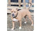 Adopt Nawla a Tan/Yellow/Fawn Pit Bull Terrier / Mixed dog in Visalia