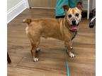 Adopt Jack a Tan/Yellow/Fawn Terrier (Unknown Type, Medium) / Jack Russell