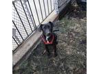 Adopt Tabitha (Tabi) a Black - with White Labrador Retriever / Hound (Unknown
