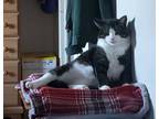 Adopt Ninja a Brown Tabby Domestic Shorthair / Mixed Breed (Medium) / Mixed