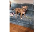 Adopt Dakota a Brindle - with White American Pit Bull Terrier / Labrador