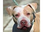 Adopt NALA a Tan/Yellow/Fawn - with White American Pit Bull Terrier / Mixed dog