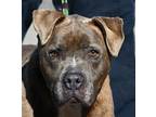 Adopt LARRY a Brindle - with White American Pit Bull Terrier / Mixed dog in New