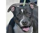 Adopt TAYLOR a Black - with White American Pit Bull Terrier / Mixed dog in New