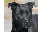Adopt WANDA a Black - with White Labrador Retriever / American Pit Bull Terrier