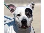 Adopt IRENE a White - with Black American Pit Bull Terrier / Mixed dog in New