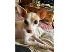 Adopt Rustyn a Black - with Brown, Red, Golden, Orange or Chestnut Rat Terrier /