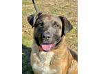 Adopt Davidson a Tan/Yellow/Fawn Shepherd (Unknown Type) / Rottweiler / Mixed
