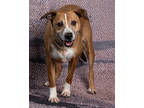 Adopt Andre a Tan/Yellow/Fawn Mixed Breed (Small) / Mixed Breed (Medium) / Mixed
