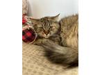 Adopt Elinor a Brown Tabby Domestic Longhair / Mixed Breed (Medium) / Mixed