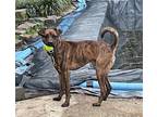 Adopt Peanut a Brindle Mountain Cur / Mixed dog in Richmond, VA (40245740)