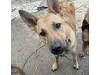 Adopt Maisy a Tan/Yellow/Fawn - with Black German Shepherd Dog / Mixed dog in