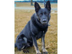 Adopt Buddy a Black German Shepherd Dog / Mixed Breed (Medium) / Mixed (short