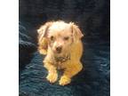 Adopt Jacob a Tan/Yellow/Fawn - with Black Poodle (Miniature) / Terrier (Unknown