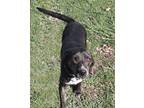 Adopt Skipper a Black - with Brown, Red, Golden, Orange or Chestnut Plott Hound