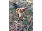 Adopt Lucky Dog a Brindle - with White Plott Hound / Mixed Breed (Large) / Mixed