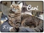 Adopt Cari a Brown Tabby Domestic Shorthair (short coat) cat in Asheville