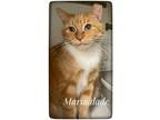 Adopt Marmalade a Orange or Red Tabby Domestic Shorthair (short coat) cat in