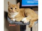 Adopt Jenni a Orange or Red Tabby Domestic Shorthair (short coat) cat in