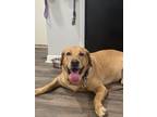 Adopt Max Loverboy a Red/Golden/Orange/Chestnut Labrador Retriever dog in Twin