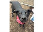 Adopt Abby (Little Bear) a Black Labrador Retriever / Mixed Breed (Medium) /