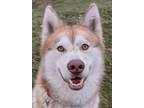 Adopt Kenickie a Brindle Husky / Mixed Breed (Medium) / Mixed (short coat) dog
