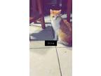 Adopt Iris a Orange or Red Domestic Shorthair / Mixed cat in Abbeville