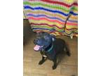 Adopt Lady a Black - with White Pit Bull Terrier dog in Opelousas, LA (40787535)