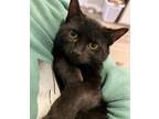Adopt TEN PIECE a Spotted Tabby/Leopard Spotted Domestic Shorthair / Mixed cat