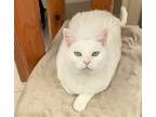Adopt Lilypad- Foster or Adopt a White British Shorthair (short coat) cat in