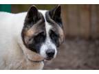 Adopt Ben a Tricolor (Tan/Brown & Black & White) Akita / Mixed dog in Toms