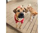 Adopt Mars a Brown/Chocolate - with Tan Jindo / Mixed dog in Toronto