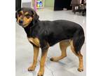 Adopt maxie a German Shepherd Dog / Hound (Unknown Type) / Mixed dog in Beebe