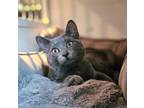 Adopt Marbles a Gray or Blue Domestic Shorthair / Mixed Breed (Medium) / Mixed