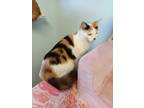 Adopt Fluffy a Domestic Shorthair cat in Crescent City, FL (40800617)