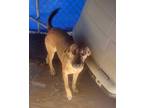 Adopt Daroll a Terrier (Unknown Type, Small) / Mixed dog in Ruston