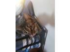 Adopt Apollo a Tan or Fawn Tabby Domestic Shorthair (short coat) cat in Camden