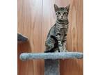 Adopt Zena a Gray, Blue or Silver Tabby Domestic Shorthair (short coat) cat in