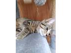 Adopt Zenith a Gray, Blue or Silver Tabby Domestic Shorthair (short coat) cat in