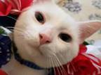 Adopt Blue a White Domestic Shorthair (short coat) cat in Camden, TN (38866901)
